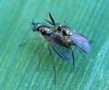 Rhaphium sp.